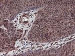 SETD7 Antibody in Immunohistochemistry (Paraffin) (IHC (P))