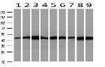 SETD7 Antibody in Western Blot (WB)