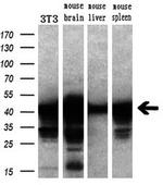 SETD7 Antibody in Western Blot (WB)