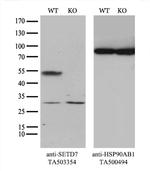 SETD7 Antibody in Western Blot (WB)