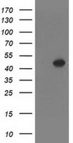 SETD7 Antibody in Western Blot (WB)