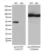 SETD7 Antibody in Western Blot (WB)