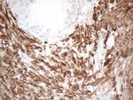 SETD8 Antibody in Immunohistochemistry (Paraffin) (IHC (P))