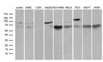 SF1 Antibody in Western Blot (WB)