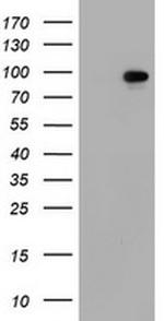 SF3A1 Antibody in Western Blot (WB)