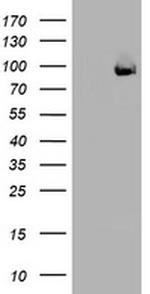 SF3A1 Antibody in Western Blot (WB)