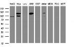 SF3A1 Antibody in Western Blot (WB)