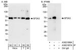 SF3A3 Antibody in Western Blot (WB)