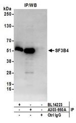 SF3B4 Antibody in Western Blot (WB)