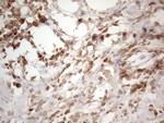 SFRP2 Antibody in Immunohistochemistry (Paraffin) (IHC (P))