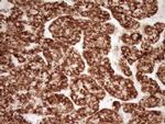 SFRP2 Antibody in Immunohistochemistry (Paraffin) (IHC (P))