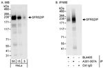 SFRS2IP Antibody in Western Blot (WB)