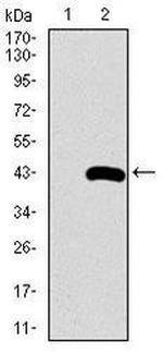 SFTPC Antibody in Western Blot (WB)