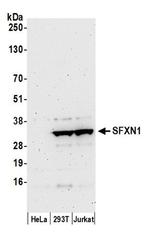 SFXN1 Antibody in Western Blot (WB)