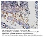 SGK1 Antibody in Immunohistochemistry (IHC)