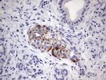 SGK196 Antibody in Immunohistochemistry (Paraffin) (IHC (P))