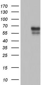 SGK196 Antibody in Western Blot (WB)