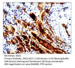 SGK2 Antibody in Immunohistochemistry (IHC)