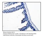 SGLT1 Antibody in Immunohistochemistry (IHC)