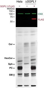 SGPL1 Antibody in Western Blot (WB)