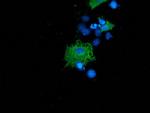 SH2B3 Antibody in Immunocytochemistry (ICC/IF)