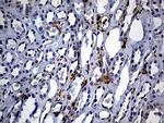 SH3BP1 Antibody in Immunohistochemistry (Paraffin) (IHC (P))