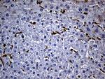 SH3BP1 Antibody in Immunohistochemistry (Paraffin) (IHC (P))