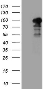 SH3BP1 Antibody in Western Blot (WB)