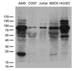 SH3BP1 Antibody in Western Blot (WB)