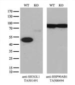 SH3GL1 Antibody