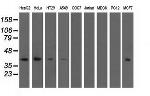 SH3GL1 Antibody in Western Blot (WB)