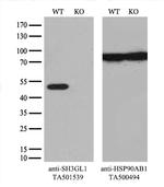 SH3GL1 Antibody in Western Blot (WB)