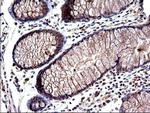 SHBG Antibody in Immunohistochemistry (Paraffin) (IHC (P))