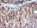 SHBG Antibody in Immunohistochemistry (Paraffin) (IHC (P))