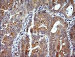 SHBG Antibody in Immunohistochemistry (Paraffin) (IHC (P))