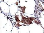 SHBG Antibody in Immunohistochemistry (Paraffin) (IHC (P))