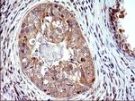 SHBG Antibody in Immunohistochemistry (Paraffin) (IHC (P))