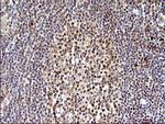 SHBG Antibody in Immunohistochemistry (Paraffin) (IHC (P))