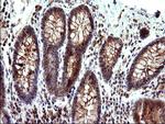 SHBG Antibody in Immunohistochemistry (Paraffin) (IHC (P))