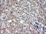 SHBG Antibody in Immunohistochemistry (Paraffin) (IHC (P))