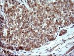 SHBG Antibody in Immunohistochemistry (Paraffin) (IHC (P))