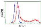 SHC1 Antibody in Flow Cytometry (Flow)