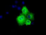 SHC1 Antibody in Immunocytochemistry (ICC/IF)