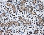 SHC1 Antibody in Immunohistochemistry (Paraffin) (IHC (P))