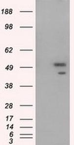 SHC1 Antibody in Western Blot (WB)