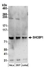 SHCBP1 Antibody in Western Blot (WB)