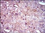 SHH Antibody in Immunohistochemistry (Paraffin) (IHC (P))