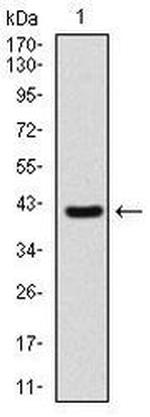 SHH Antibody in Western Blot (WB)