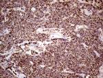 SHMT2 Antibody in Immunohistochemistry (Paraffin) (IHC (P))