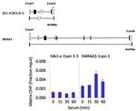 SHP-1 Antibody in ChIP Assay (ChIP)